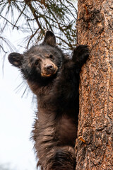 black bear in a tree