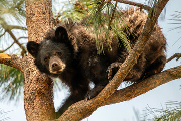 brown bear cub