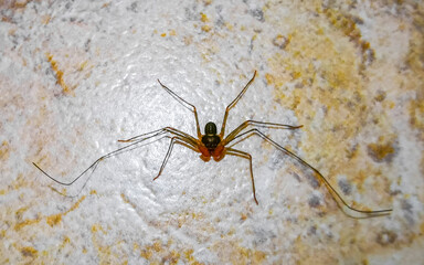 Scorpion spider on the ground cave insect in Mexico.
