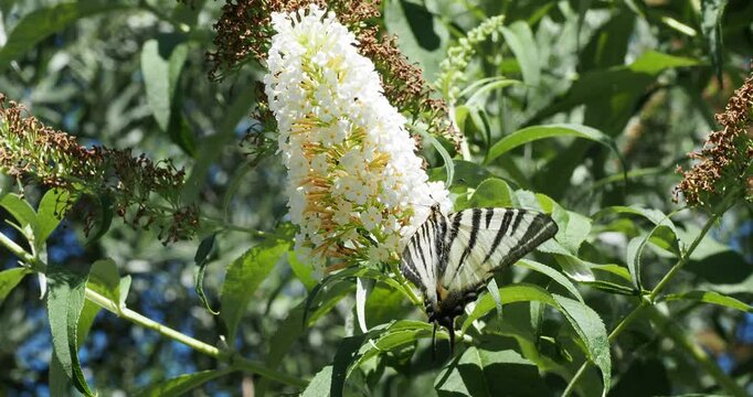 Scarce Swallowtail (Iphiclides podalirius) Spectacular butterfly with creamy white large triangular wings and black tiger stripes collecting nectar of white summer lilac (Buddleja davidii) 