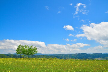 山本山高原の菜の花（新潟県）