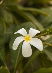Fototapeta premium Frangipani is a perennial plant of the genus Plumeria with beautiful white and yellow flowers. Is an ornamental flower planted in homes and parks considered to be the queen of tropical trees.