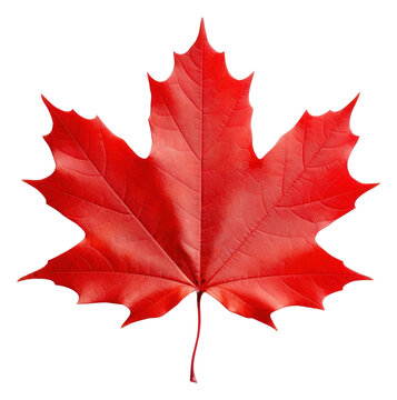 PNG Maple leaf border plant tree white background.