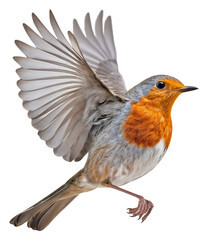 European Robin on Flying (Erithacus rubecula), isolated on transparent background