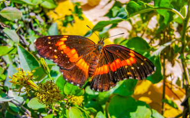 Tropical butterfly on flower plant in forest and nature Mexico.