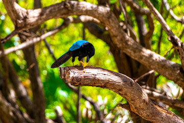Yucatan jay bird birds in trees tropical jungle nature Mexico.