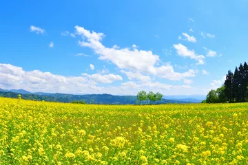 Rolgordijnen zonder boren 山本山高原の菜の花（新潟県） © UI_forever