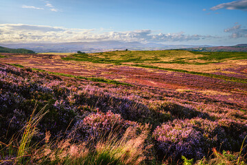 Summer Heather on Simonside Hills, which are covered with heather in late summer, they are part of Northumberland National Park near Rothbury, overlooking Coquetdale and Cheviot Hills