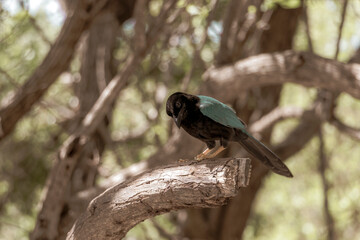 Yucatan jay bird birds in trees tropical jungle nature Mexico.