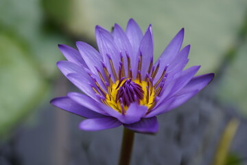 Nymphaea, Panama Pacific is a genus of hardy and tender aquatic plants in the family Nymphaeaceae....