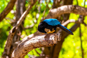 Yucatan jay bird birds in trees tropical jungle nature Mexico.