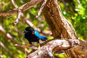 Yucatan jay bird birds in trees tropical jungle nature Mexico.