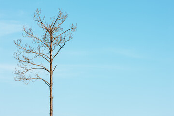 A lone dead tree stands against the blue sky within Gulf State Park, Gulf Shores, Alabama