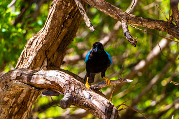 Yucatan jay bird birds in trees tropical jungle nature Mexico.