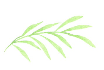 Watercolor Plant Green Leaf Drawing Illustration