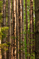 Obraz premium The parallel trunks of the red pines is accented with lower green vegetation within the Pike Lake Unit, Kettle Moraine State Forest, Hartford, Wisconsin in early July