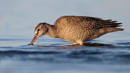 Spotted redshank (Tringa erythropus)