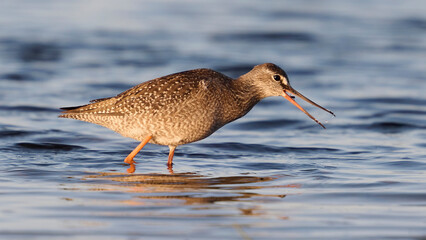 Spotted redshank (Tringa erythropus)