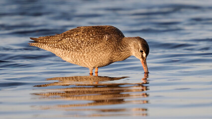 Spotted redshank (Tringa erythropus)