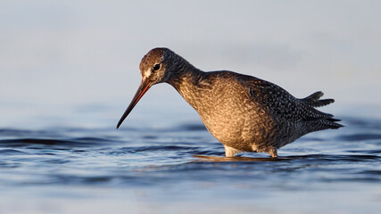 Spotted redshank (Tringa erythropus)