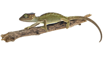 Naklejka premium chameleon on branch isolated on transparent background