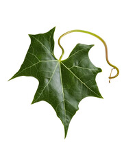 Fototapeta premium Green ivy leaf with shiny surface isolated on transparent background