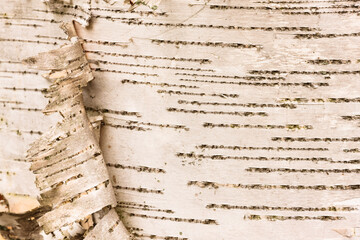Close-up of birch bark