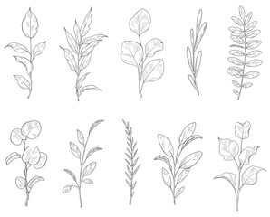 Sketch illustration of different leaves. Vector contour branches and leaves collection. Hand drawn line art leaf set