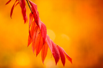 Sumac branch hangs out over the trail, contrasting with the background of colorful changing maple...