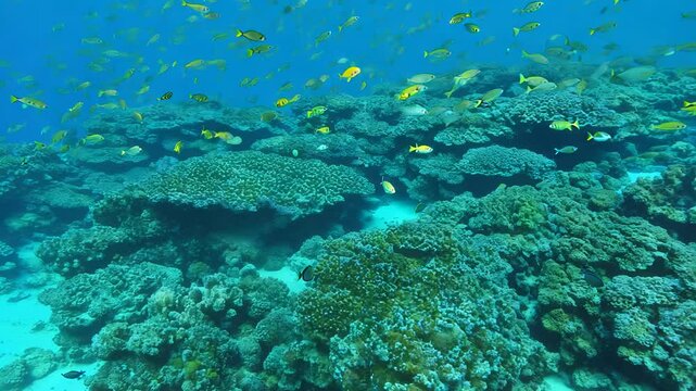 Flat lay rotating underwater scene with fish video