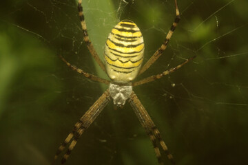 spider on the web