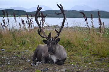 Reno tumbado observando