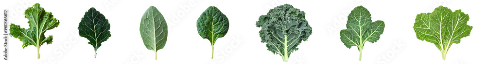 Poster an isolated flat lay view of a bunch of green kale leaves isolated on a white background.