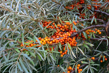 Fototapeta premium a branch of sea buckthorn tree with many orange berries on it 