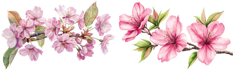 Pink blossoms with cherry blossoms on a PNG illustration