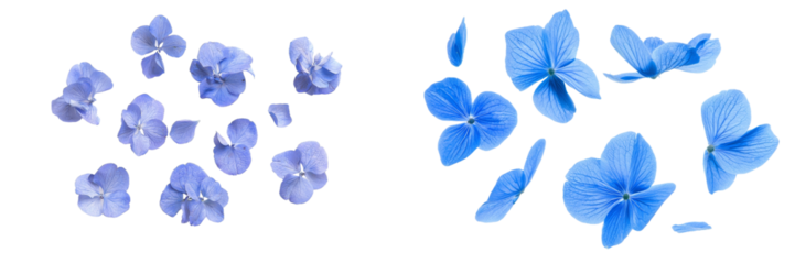 Flower petals from a Blue Flower (Forget me not) fly or fall in the air, spring meadow flora isolated on white.