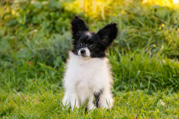 small black and white Papillon Chihuahua puppy Toy sits in the green grass in the garden