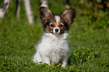 small white sable Papillon Chihuahua puppy Toya sits in the green grass in the garden