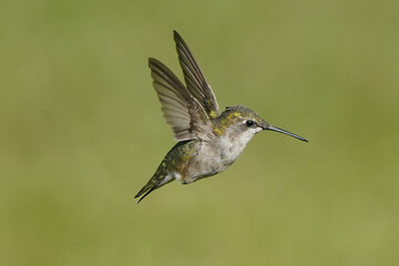 Ruby Throated Hummingbird female in late summer with diminished plumage irradescence