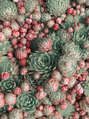 Echeveria plants green background. Succulent green background. Succulent texture. Sempervivum natural pattern. Echeveria succulent growing in the garden. Ornamental plant pattern. Garden decoration.
