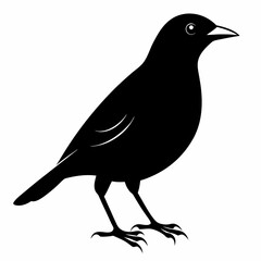 Obraz premium Myna Black silhouette
