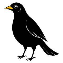 Fototapeta premium Myna Black silhouette