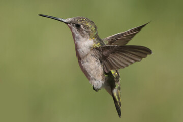 Fototapeta premium Ruby Throated Hummingbird female in late summer with diminished plumage irradescence
