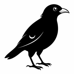 Myna Black silhouette