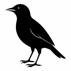 Myna Black silhouette