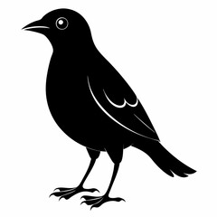 Myna Black silhouette