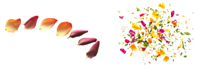 Red bud flower and petal for making tea, beautiful botanical herbal background.
