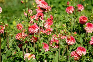 Lilac purple decorative dahlia in the garden. Blossoming pink dahlias, floral background