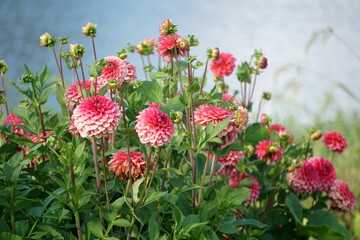 Lilac purple decorative dahlia in the garden. Blossoming pink dahlias, floral background