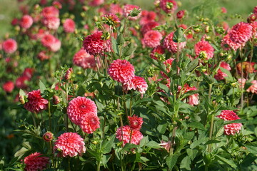 Lilac purple decorative dahlia in the garden. Blossoming pink dahlias, floral background